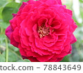 Astrit Gray Finn Hardenberg Rose 78843649