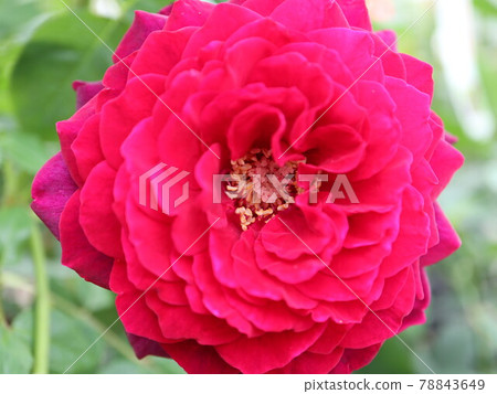Astrit Gray Finn Hardenberg Rose 78843649