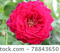 Astrit Gray Finn Hardenberg Rose 78843650