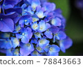 hydrangea   78843663