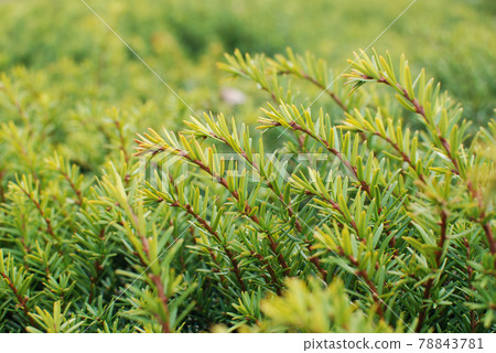 Rosemary is a fragrant herb Rosemary is a fragrant herb 78843781