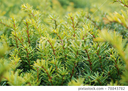 Rosemary is a fragrant herb Rosemary is a fragrant herb 78843782