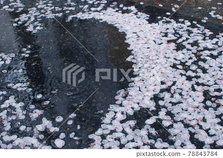 Cherry blossoms fallen on the road Cherry blossoms fallen on the road 78843784