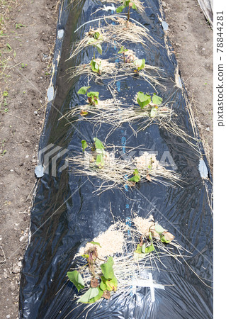 Cultivation of sweet potatoes in the vegetable garden (immediately after planting) 78844281