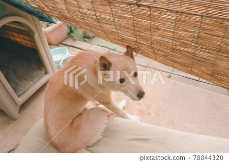 老狗 老狗 78844320