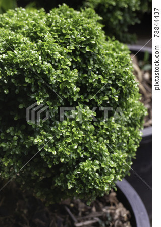 Bright spring leaves on the tree Bright spring leaves on the tree 78844437