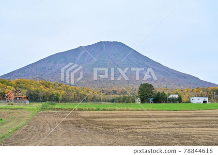 收穫後的田地與深秋的羊蹄山的合作場景@北海道 78844618