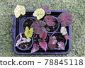 Many species of caladium in a litter box. 78845118