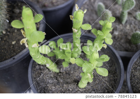 Minimal flower garden at home 78845123