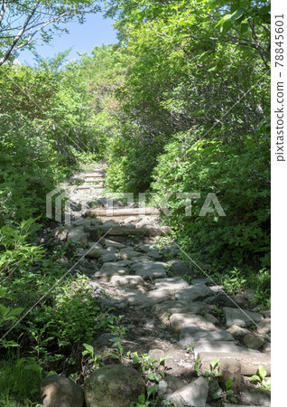Mountain trail in Nasu Mountain, Tochigi Prefecture 78845601