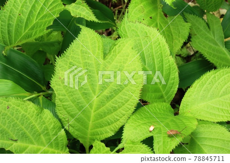 The leaves of the blue-flowered silver ginseng plant I encountered for the first time 78845711