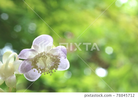 第一次遇見的青葉紫陽花（青花繡球花） 78845712
