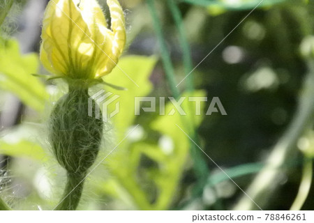 西瓜花和水果 西瓜花和水果 78846261