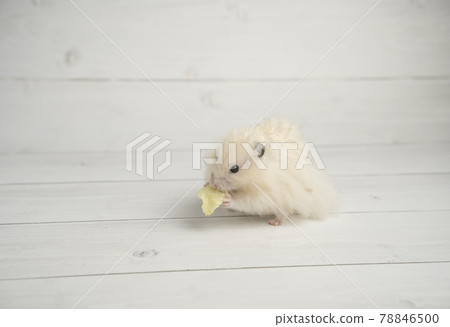 Long-haired golden hamster eating cabbage 78846500