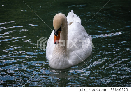 A graceful white swan swimming on a lake with dark green water. The white swan is reflected in the water A graceful white swan swimming on a lake with dark green water. The white swan is reflected in the water 78846573