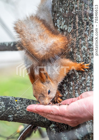 A squirrel in the spring or autumn eats nuts from a human hand. Eurasian red squirrel, Sciurus vulgaris 78846613