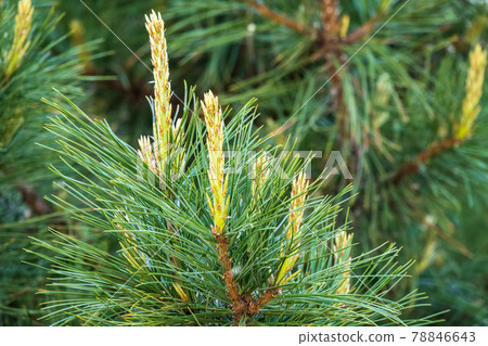 Cedar branches with long fluffy needles with a beautiful blurry background. Cedar branches with fresh shoots in spring. 78846643