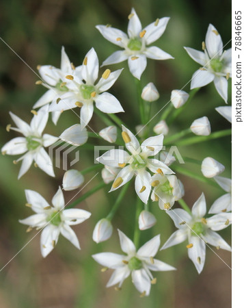 Nira Flower Nira Flower 78846665
