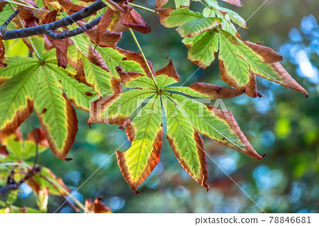 Horse chestnut leaves begin to dry and curl at edges due to heat and drought. The color of leaf changes smoothly from green to yellow and then to brown. Early autumn. Selective focus. Horse chestnut leaves begin to dry and curl at edges due to heat and drought. The color of leaf changes smoothly from green to yellow and then to brown. Early autumn. Selective focus. 78846681