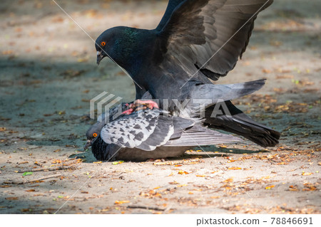 Mating games of a pair of pigeons Mating games of a pair of pigeons 78846691