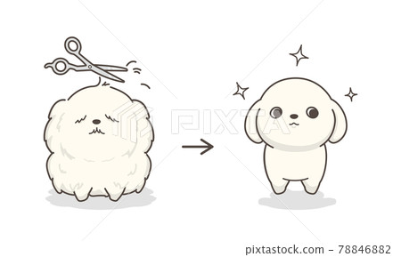 Dog trimming before and after Dog trimming before and after 78846882