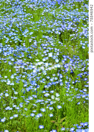 Flower field near Aoyama Highlands, Mie Prefecture 78846942