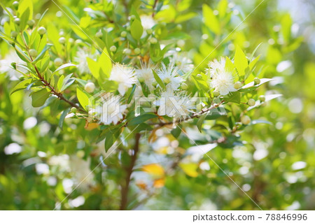 Fir flower Fir flower 78846996