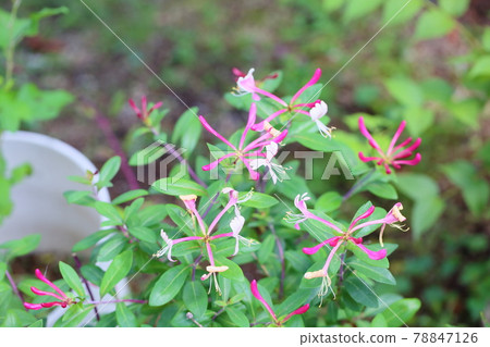 紅花金銀花 紅花金銀花 78847126