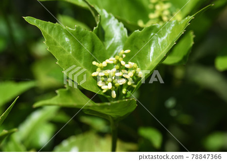 Sarcandra glabra (thousands) flowers Sarcandra glabra (thousands) flowers 78847366