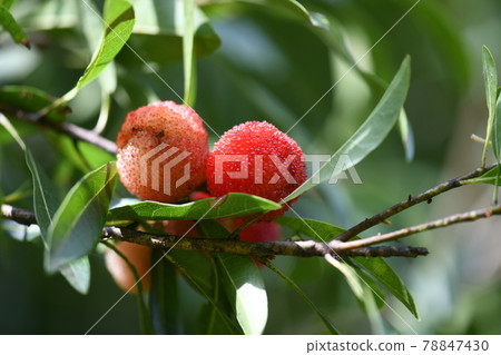 Bayberry in early summer 78847430