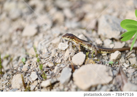 Early summer Japanese kana snake Early summer Japanese kana snake 78847516