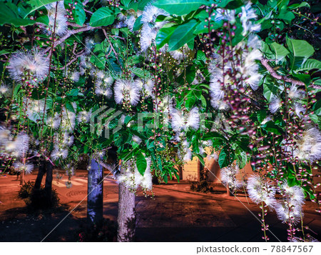 玉蕊 玉蕊 78847567