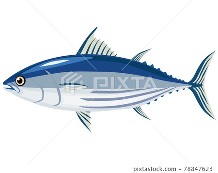 bonito bonito 78847623