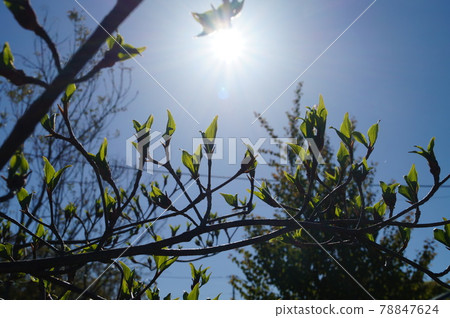 新鮮的綠色竹筍 78847624