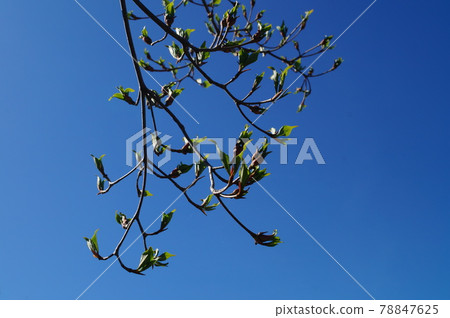 新鮮綠色的Yamabote 78847625