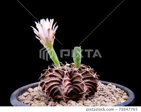gymnocalycium cactus with pink flower blooming 78847765