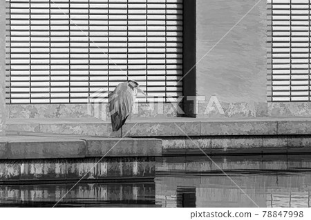 A heron stands on 1 leg, at the edge of a pond, A heron stands on 1 leg, at the edge of a pond, 78847998