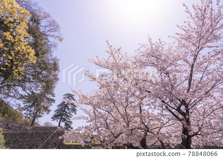 鳥取縣鳥取市春天鳥取城天急丸和石垣 78848066