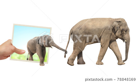 Human hand holds a photograph with Elephants emerging from photography 78848169