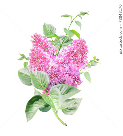 Branch of Lilac with flowers and leaves 78848170