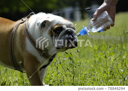 Bulldog drinking water Bulldog drinking water 78848294