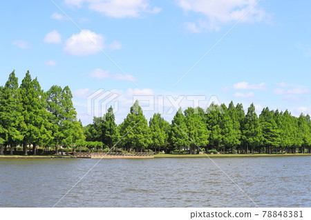 埼玉縣水本公園的小愛玉井和美里公園的水杉 78848381