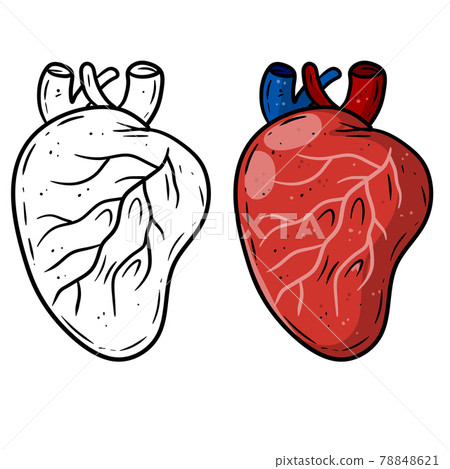 Heart. Human internal organ. Medicine and cardiology. Element for textbook Heart. Human internal organ. Medicine and cardiology. Element for textbook 78848621