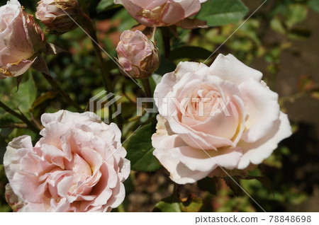 Light pink rose Rose up 78848698