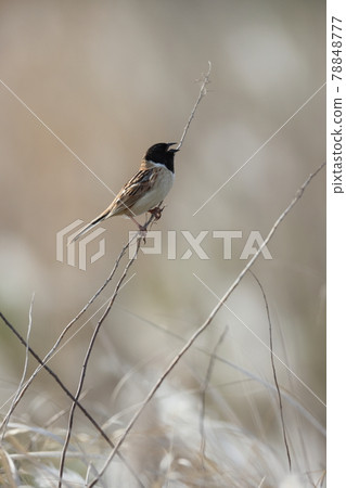 雄性蘆葦 雄性蘆葦 78848777