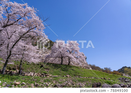 Tottori City, Tottori Prefecture Spring Tottori Castle Ninomaru Sakura and Ishigaki 78849100