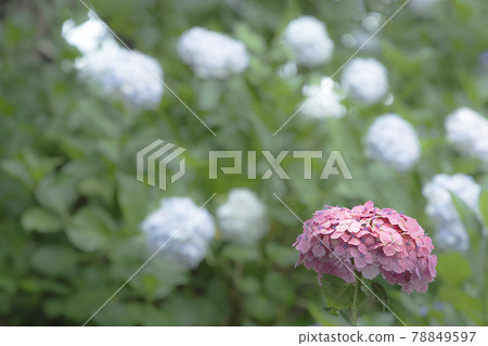 Hydrangea blooming brightly in the rainy season 78849597