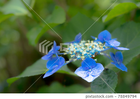 Hydrangea blooming brightly in the rainy season 78849794