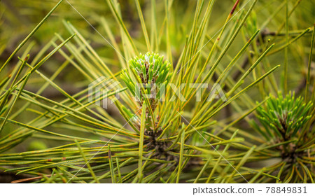 Closeup of fresh, new and green pine needles. Closeup of fresh, new and green pine needles. 78849831