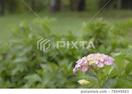 Hydrangea blooming brightly in the rainy season 78849883